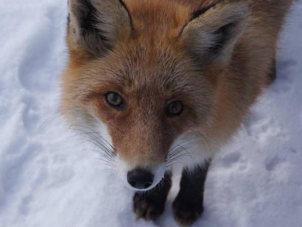 Domki Pod Jawornikiem