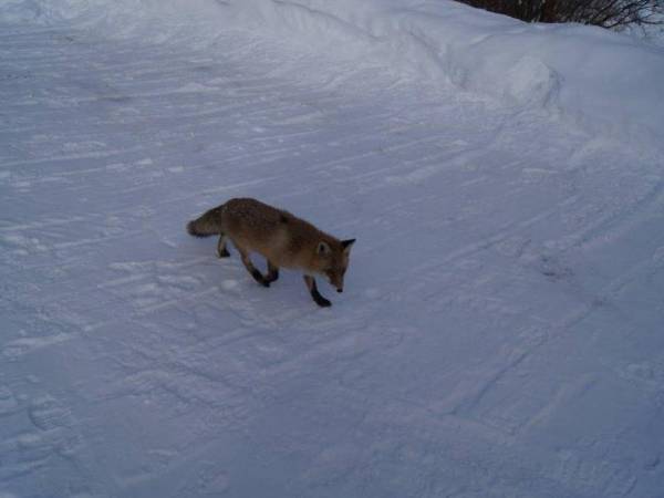 Domki Pod Jawornikiem