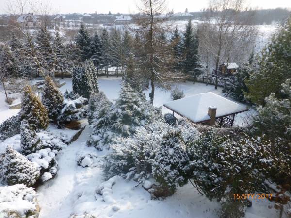 Ogród zimą - styczeń 2017