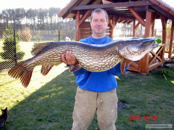 rekordowy szczupak 2015 r.