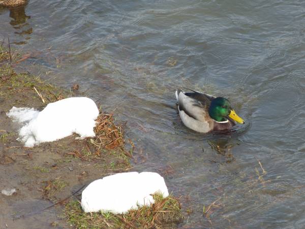 Pokoje i Apartament Asenata