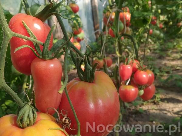 pyszne pomidory