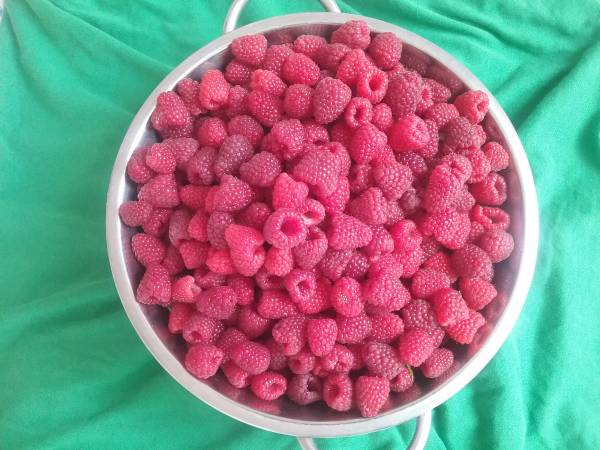 maliny z własnej uprawy