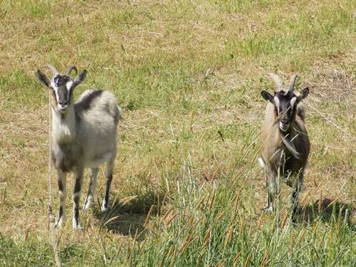 koziołki z sąsiedztwa