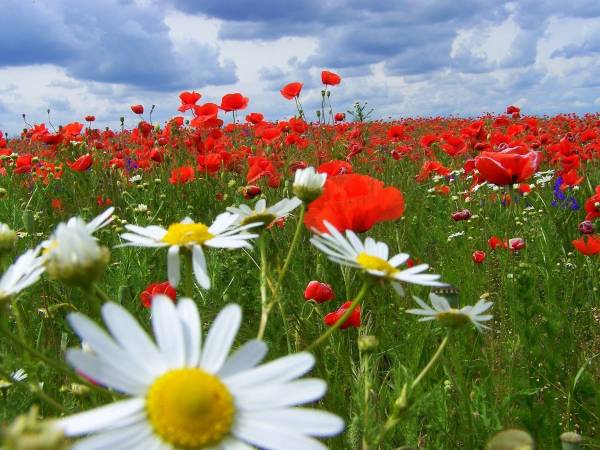 Dom Pod Dobrym Aniołem - Jastarnia