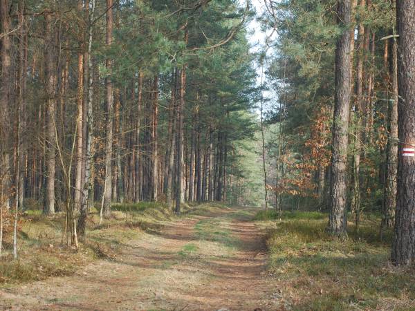 las oddalony 150m od domu