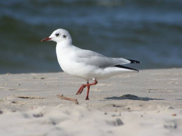 Pokoje i apartamenty Waldi