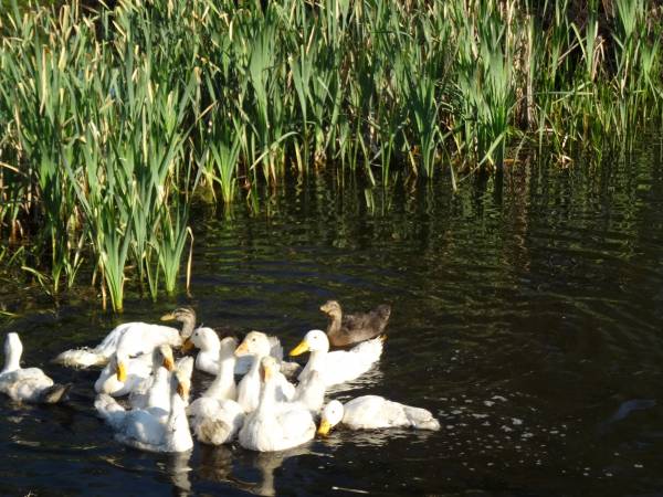 Nasze kaczuszki i gaski