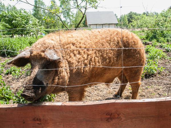 Nasz Knurek mangalica