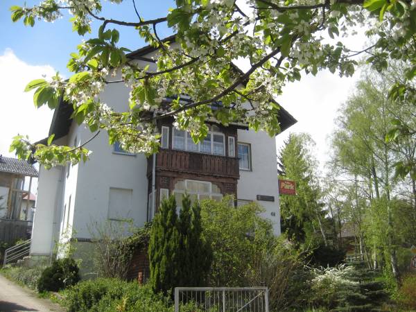 Kwitnąca czereśnia