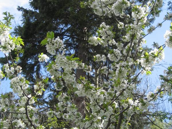 Willa Park Karpacz Centrum