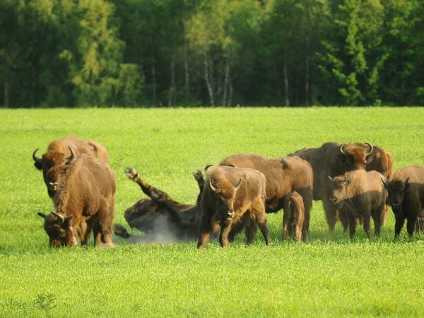 Żubry po sąsiedzku