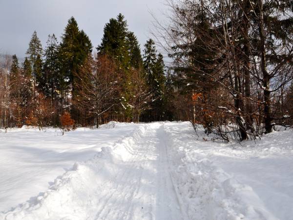 Ścieżka leśna 200 m od domków