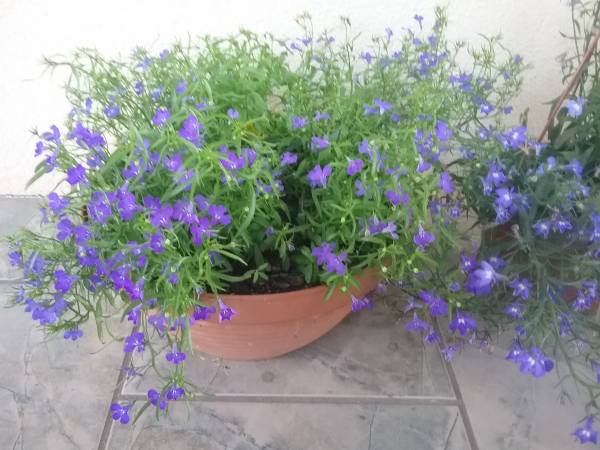 lobelia