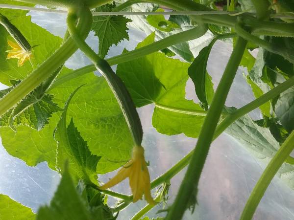 ogórki z własnej uprawy