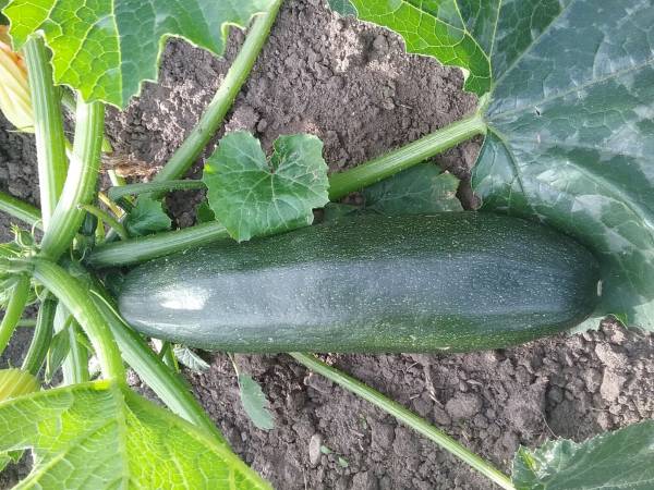 cukinia z własnej uprawy