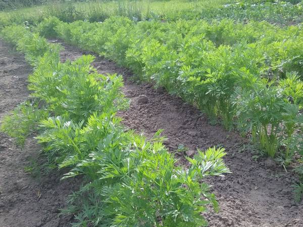 organiczna marchewka