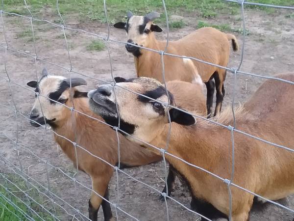 Mikołajówka mini zoo