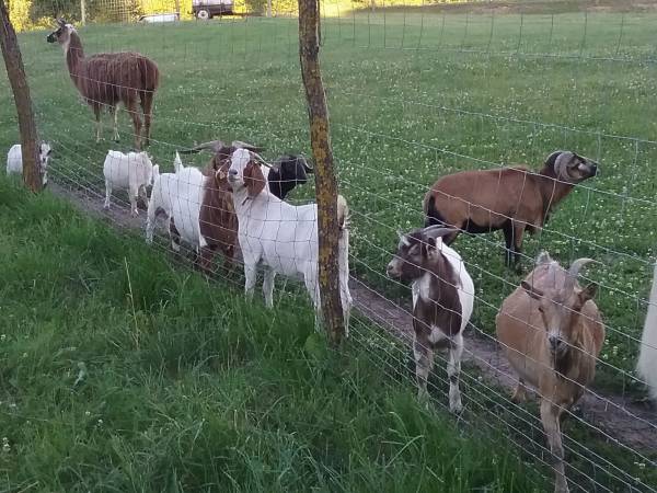 Mikołajówka mini zoo