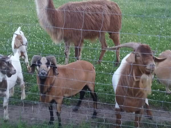 Mikołajówka mini zoo