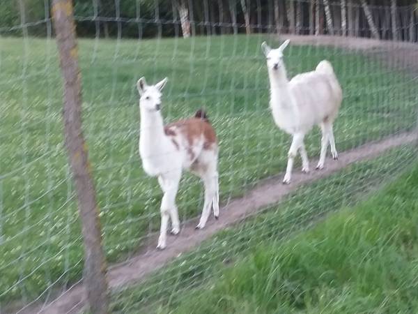 Mikołajówka mini zoo