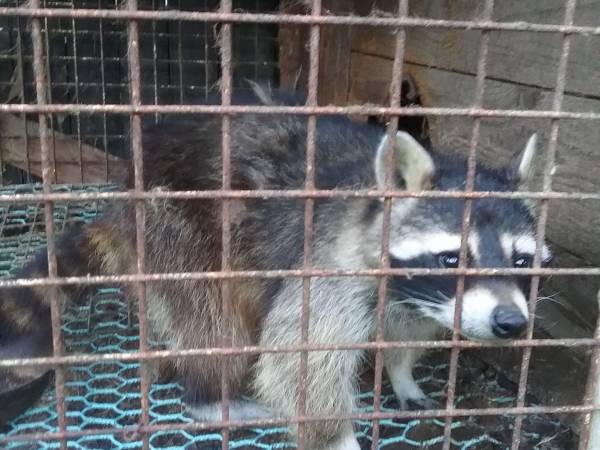 Mikołajówka mini zoo