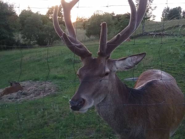 Mikołajówka mini zoo