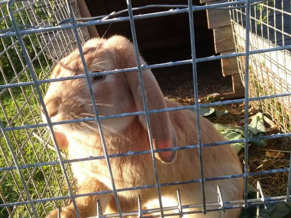 MIkołajówka mini zoo