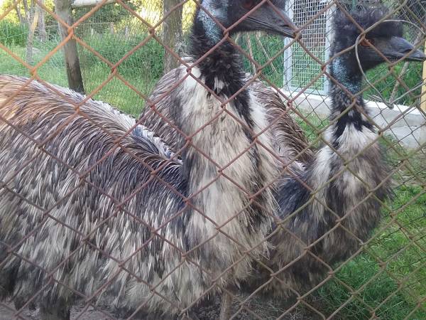 Mikołajówka mini zoo