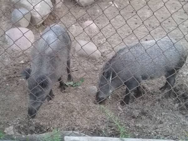 Mikołajówka mini zoo