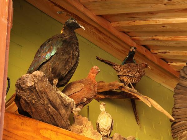 Ostoja Leśna Gospodarstwo Agroturystyczne