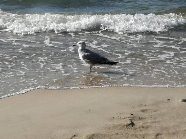 Domki letniskowe Promyk