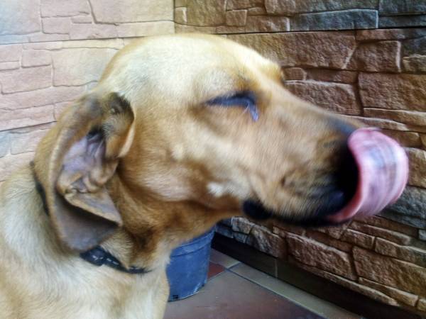 Akceptujemy zwierzęta