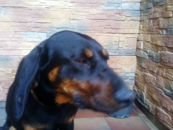 Akceptujemy zwierzęta