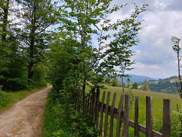 Tereny leśne w Szczyrku