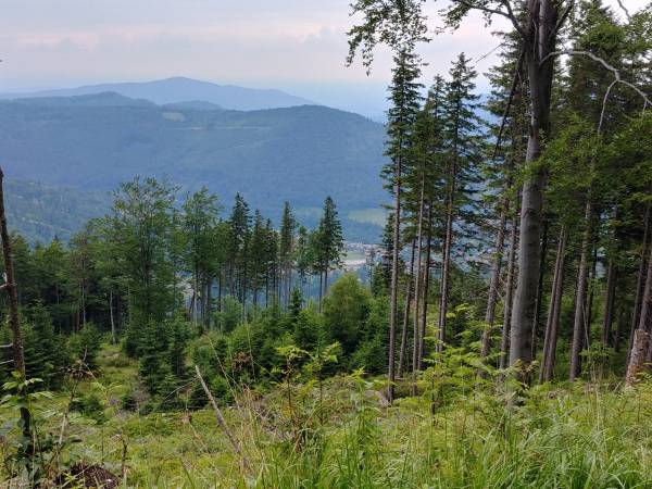 Tereny leśne w Szczyrku