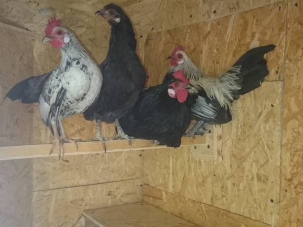 Agroturystyka-Zagroda Studzienno