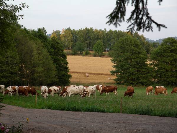 stado krów w sąsiedztwie domu