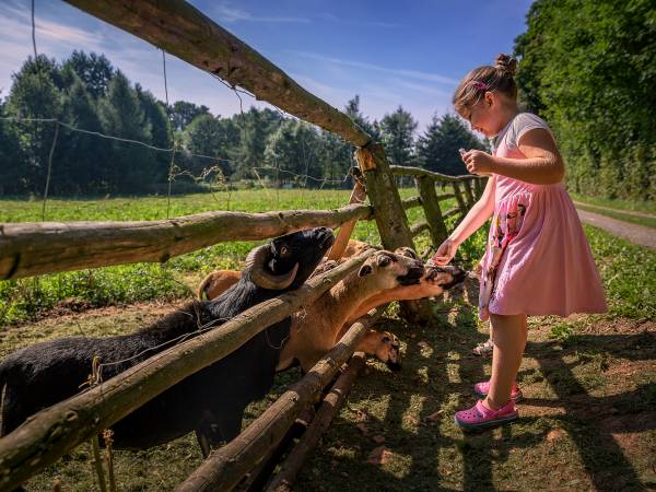 dzieci karmią owieczki