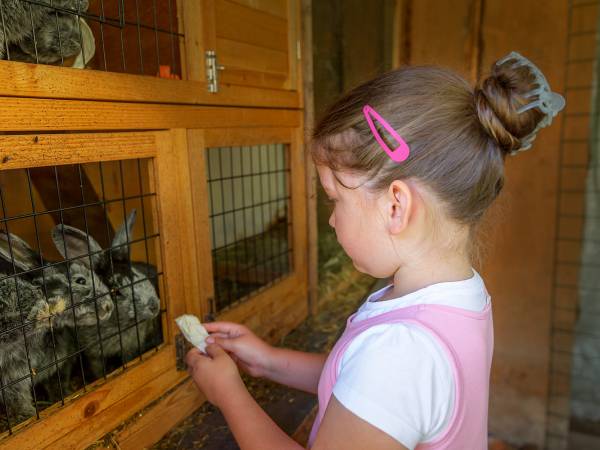 karmienie królików