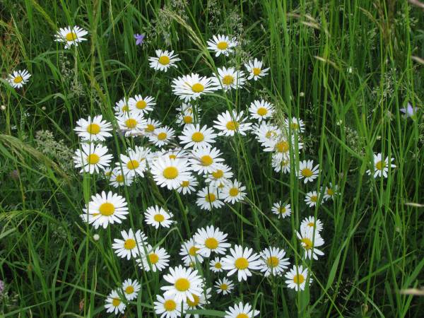 Agroturystyka Pod Złotą Wiechą