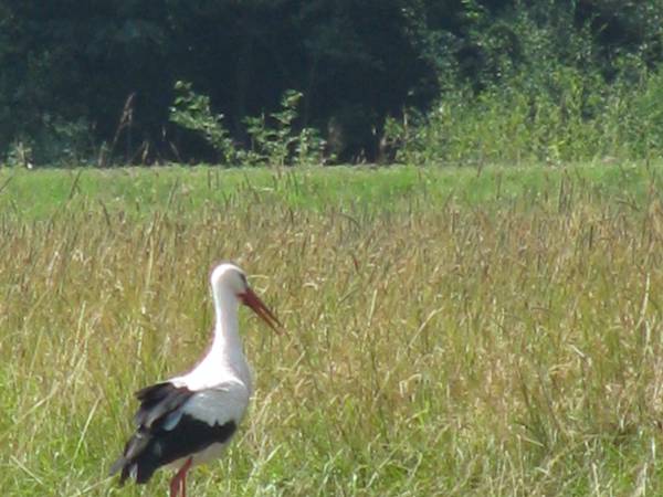 Agroturystyka Pod Złotą Wiechą