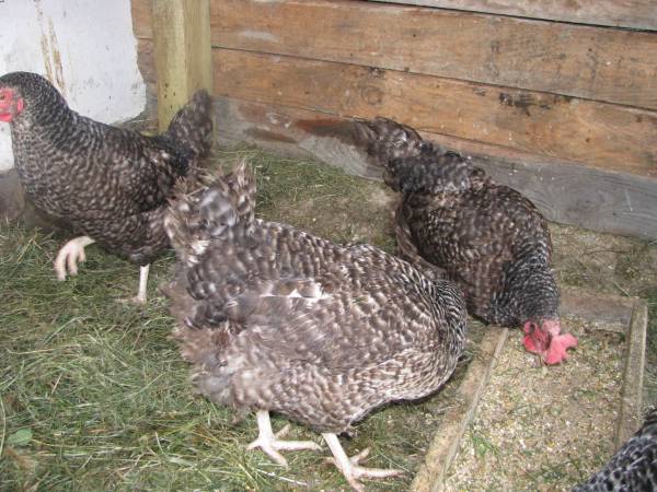 Agroturystyka Pod Złotą Wiechą