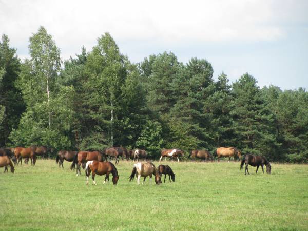 Regietów stadnina koni