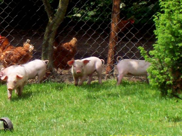 Gospodarstwo agroturystyczne Owczarzówka