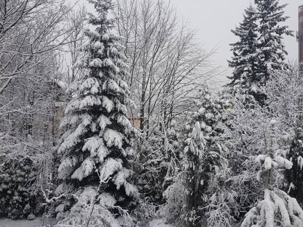 Zdjęcie ogrodu 3 styczeń 2019