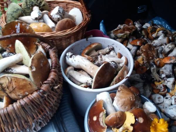 Grzybobranie naszych gości