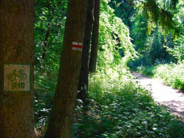 ściżka rowerowa przez las