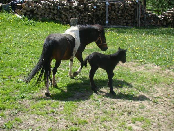 Jazda konna Rancho Zawóz