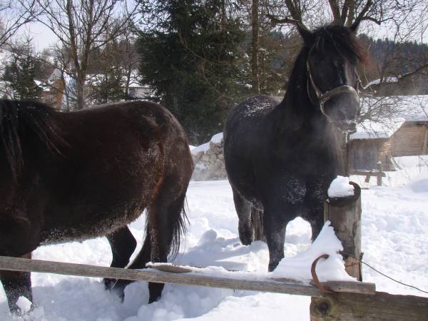 Jazda konna Rancho Zawóz